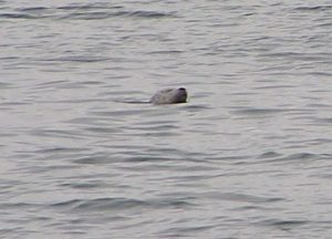 Seal seen passing through Doris Mor